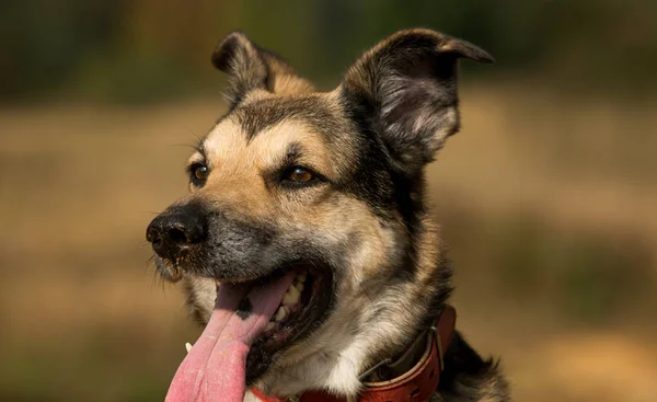 Porträt eines schönen glücklichen Hundes, der zur Seite schaut, auf einer sonnigen Wiese steht — Stockfoto