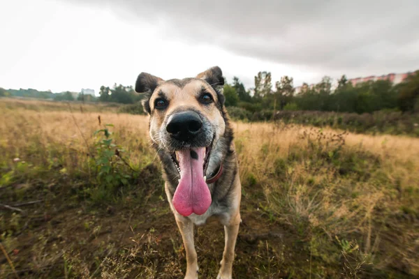 Portræt af smuk glad hund, ser på kamera, stående i en solrig eng - Stock-foto