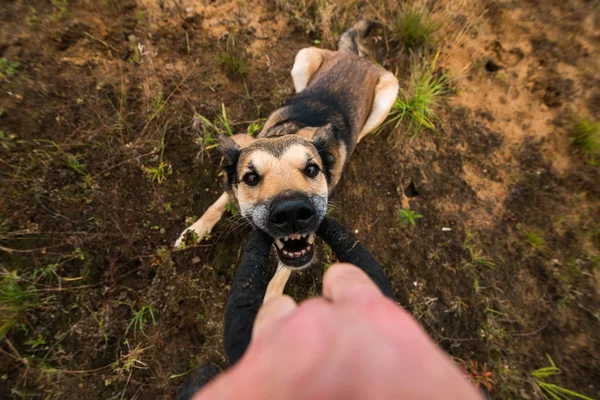 Właściciel psa na pole — Zdjęcie stockowe