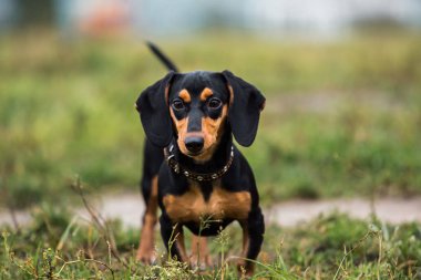 Bir kenara arıyorum, bir sis bir çayır ayakta güzel küçük siyah köpek portresi