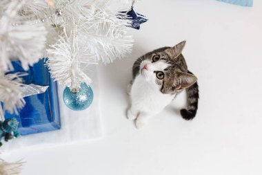Yeni yıl ağacın altında oturup şirin yavru kedi, yukarıdan görünüm