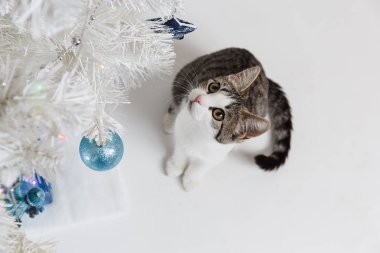 Yeni yıl ağacın altında oturup şirin yavru kedi, yukarıdan görünüm