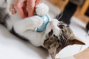 Noel topları ve bir Noel ağacı ile sevimli yavru kedi. Yeni yıl yavru kedi