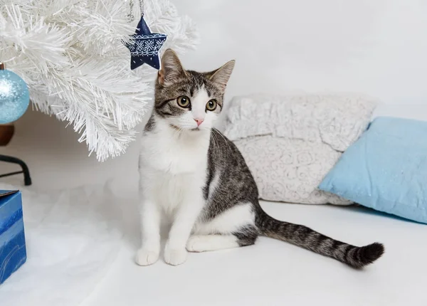 Yeni yıl ağacın altında oturup şirin kedi