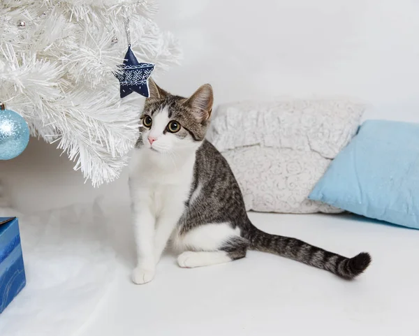 Yeni yıl ağacın altında oturup şirin kedi