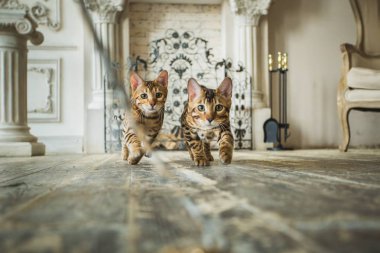 İki bengal yavru kedi runing kamera Studio