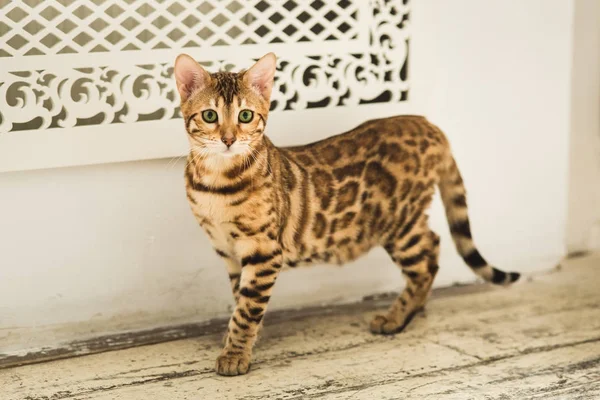 Retrato de un lindo gato de bengala parado en el suelo mirando la cámara en el estudio —  Fotos de Stock