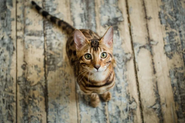 스튜디오에서 카메라를 보고 바닥에 앉아 귀여운 벵갈 고양이에서 볼 위에서 — 스톡 사진