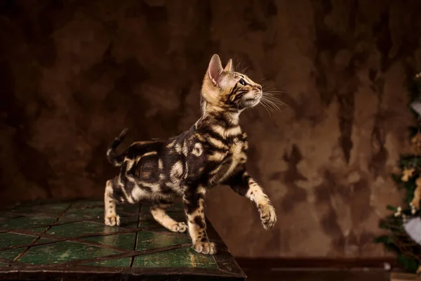 Seitenansicht bei wunderschönem Bengal-Kätzchen, das auf dem Tisch sitzt und Seite an Seite im Studio sitzt — Stockfoto