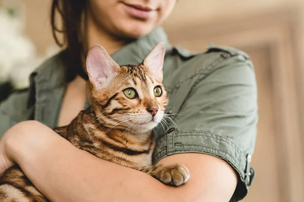 아름 다운 벵골 고양이 보고 옆으로 스튜디오에 들고 익명 여자에서 자르기 보기 — 스톡 사진