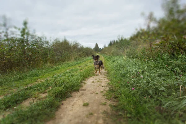 Küçük köpek ayakta Park — Stok fotoğraf