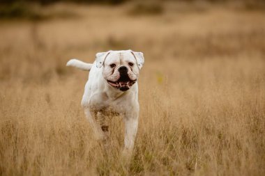 Büyük beyaz köpek yürüyüş