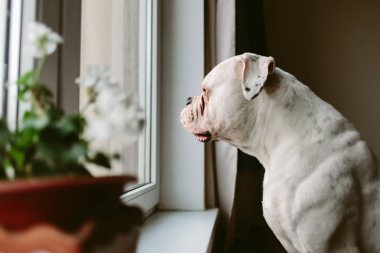 Büyük köpek penceresine bakarak