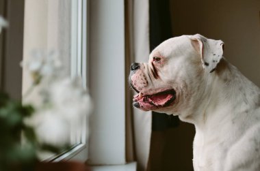 Büyük köpek penceresine bakarak