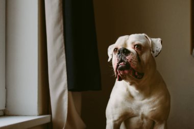 Büyük beyaz köpek vasıl ev