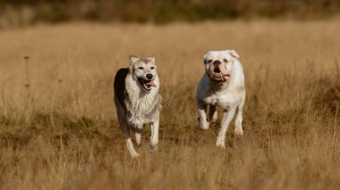 Çimenlerin üzerinde çalışan köpekler