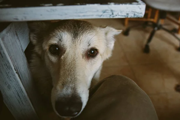 Cão cinzento bonito em pé sob a mesa — Fotografia de Stock