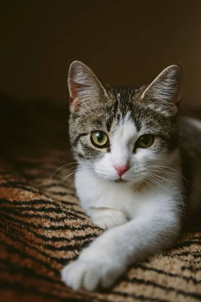 Lindo blanco gatito mentiras en piel tigre manta — Foto de Stock