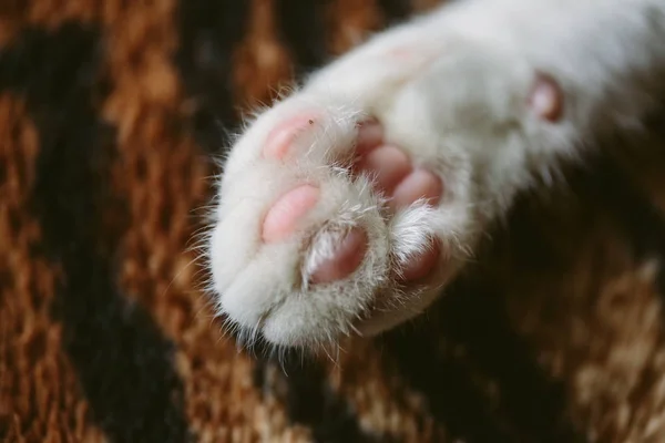 Close up view of a yong kitten cat showing its pink paw pads — Stock Photo, Image