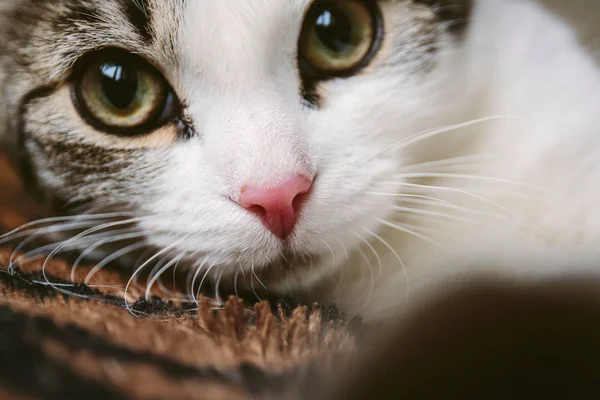 Lindo ojo de gatito blanco — Foto de Stock
