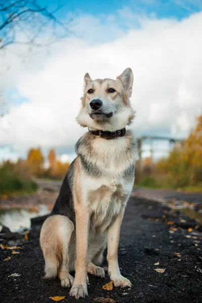 Gran perro en paseo —  Fotos de Stock