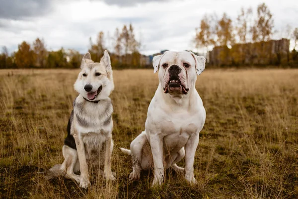 Dos perros están sentados en un campo —  Fotos de Stock