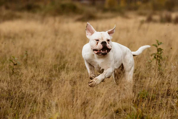 Собака бежит по лугу на летнем лугу — стоковое фото