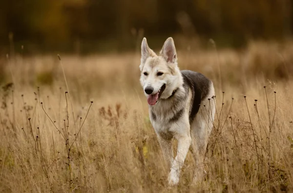 Big dog on walk — Stock Photo, Image