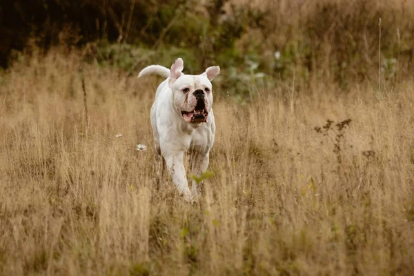 Büyük beyaz köpek yürüyüş — Stok fotoğraf