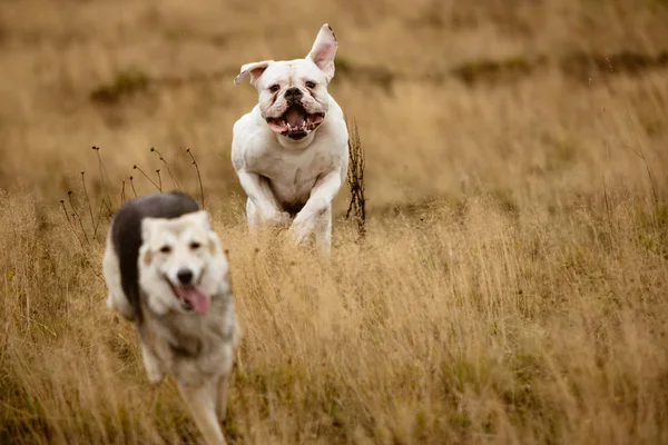 İki köpek sahada koşuyor. — Stok fotoğraf