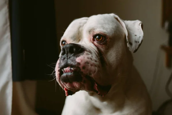 Gran perro blanco en casa — Foto de Stock