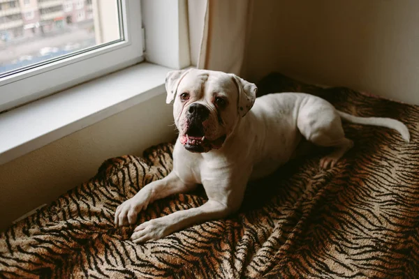 Gran perro en la ventana — Foto de Stock