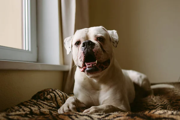 Gran perro en la ventana — Foto de Stock