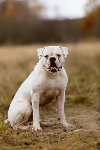 Büyük beyaz köpek yürüyüş — Stok fotoğraf