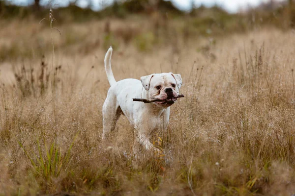 Cani che lottano per bastone — Foto Stock