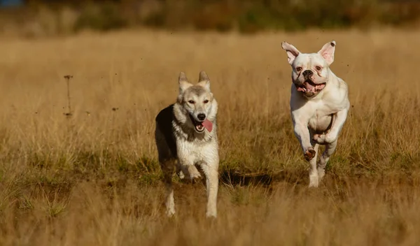 Собаки бегают по лужайке — стоковое фото