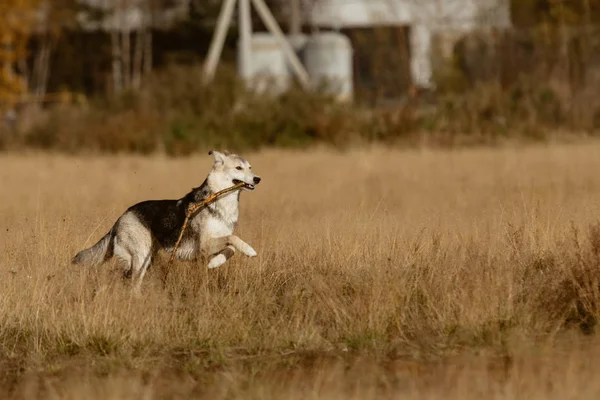 Cão correndo em um prado em um prado de verão — Fotografia de Stock