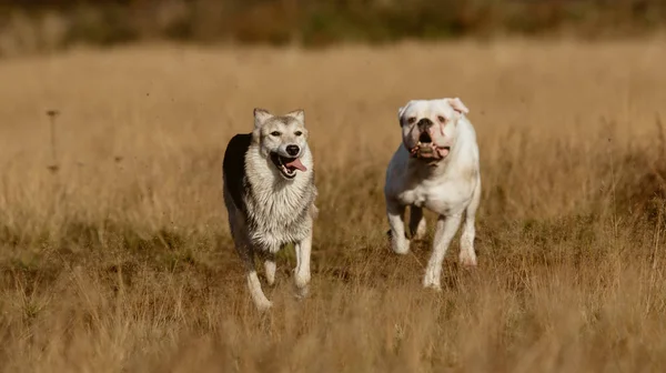 Perros corriendo en el césped —  Fotos de Stock