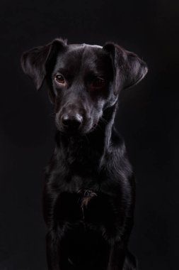 siyah köpek