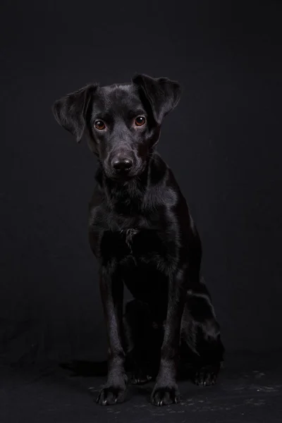Симпатичная чёрная собака — стоковое фото