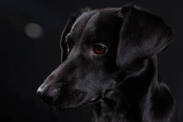 Aranyos fekete kutya — Stock Fotó