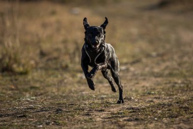 Kameraya çalışan güzel küçük siyah köpek portresi