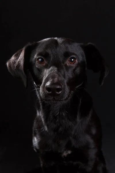 Leuke zwarte hond — Stockfoto