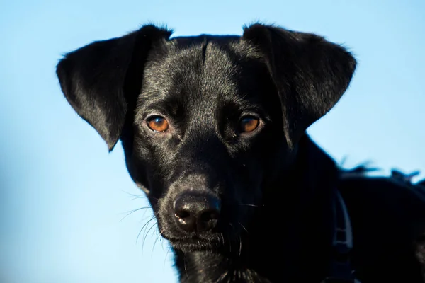 Portret piękny mały czarny pies, patrząc na kamery, na tle niebieskiego nieba — Zdjęcie stockowe