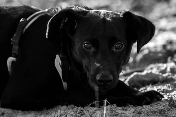 Портрет красивой маленькой черной собачки, смотрящей в камеру, лежащей на траве на лугу — стоковое фото