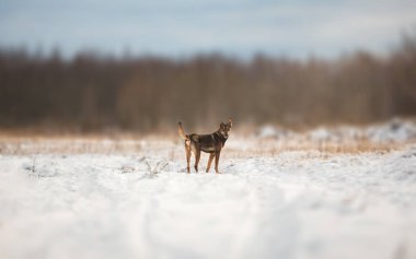 Güzel köpek, kış çayır, kameraya bakarak ayakta portresi