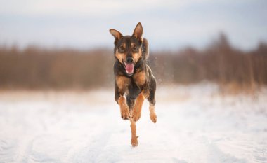 Güzel köpek, kameraya çalıştıran portresi