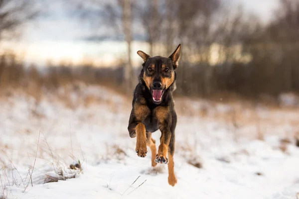 Портрет красивой собаки, бегущей перед камерой — стоковое фото