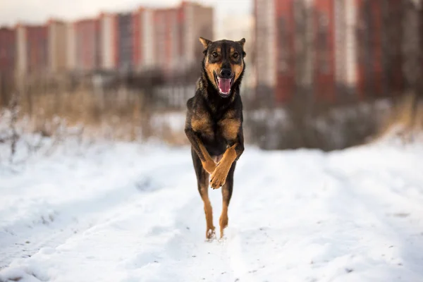 Πορτρέτο του όμορφο σκυλί, που τρέχει σε κάμερα — Φωτογραφία Αρχείου