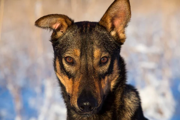 Kamera, güneşli bir çayırda oturan bakarak güzel siyah köpek portresi — Stok fotoğraf